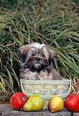 PUP 27 CE0071 01
Lhasa Apso Puppy Sitting Inside Woven Basket By Apples And Pears