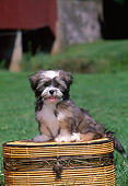 PUP 27 CE0072 01
Lhasa Apso Puppy Sitting On Basket