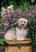 PUP 27 CE0073 01
Lhasa Apso Puppy Sitting On Basket By Pink Flowers