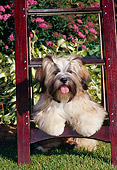 PUP 27 CE0074 01
Lhasa Apso Puppy Leaning On Ladder In Garden