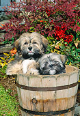 PUP 27 CE0075 01
Lhasa Apso Puppies Sitting Inside Flower Pot
