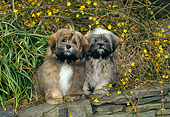 PUP 27 CE0076 01
Lhasa Apso Puppies Sitting On Rock Wall By Yellow Flowers