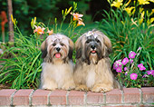 PUP 27 CE0077 01
Lhasa Apso Puppies Sitting On Brick Wall In Garden