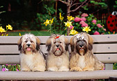 PUP 27 CE0078 01
Lhasa Apso Puppies Sitting On Bench In Garden