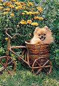 PUP 27 CE0081 01
Pomeranian Puppy Sitting In Wicker Bike Basket In Garden