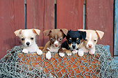 PUP 27 CE0082 01
Four Chihuahua Puppies Peeking Out Of Wooden Box With Fishing Net