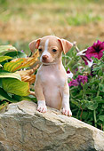 PUP 27 CE0083 01
Chihuahua Puppy Leaning On Rock In Garden