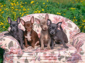 PUP 27 CE0086 01
Chihuahua Puppies Sitting On Floral Sofa By Buttercups
