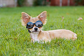 PUP 27 CW0015 01
Humorous Tan Chihuahua Puppy Wearing Goggles Laying On Grass