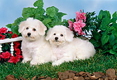PUP 27 FA0005 01
Bichon Frise Puppies Laying On Grass By Flowers