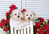 PUP 27 FA0006 01
Bichon Frise Puppies Sitting By White Chair And Flowers