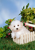 PUP 27 FA0008 01
Bichon Frise Puppy Leaning On White Fence In Garden