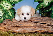 PUP 27 FA0010 01
Bichon Frise Puppy Resting On Log