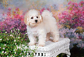 PUP 27 FA0011 01
Bichon Frise Puppy Standing On White Wicker Bench