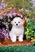 PUP 27 FA0013 01
Bichon Frise Puppy Sitting In Basket By Pink Flowers