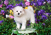 PUP 27 FA0015 01
Bichon Frise Puppy Standing On Chair In Garden