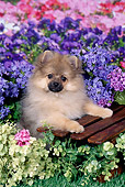 PUP 27 FA0017 01
Pomeranian Puppy Leaning On Wooden Crate In Garden