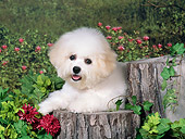 PUP 27 FA0022 01
Bichon Frise Puppy Laying On Stump In Garden