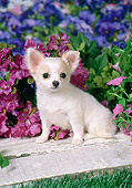 PUP 27 FA0024 01
Chihuahua Puppy Sitting In Garden