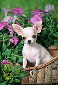 PUP 27 FA0025 01
Chihuahua Puppy Sitting In Planter Box In Garden