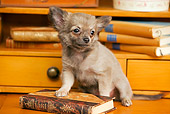 PUP 27 JE0001 01
Chihuahua Puppy Sitting By Book