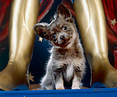 PUP 27 JE0002 01
Chihuahua Puppy Sitting Between Gold Boots