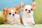 PUP 27 JE0003 01
Long-Haired Chihuahua Puppies Laying On Green And Blue Sofa
