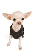 PUP 27 JE0004 01
Chihuahua Puppy Wearing Sweater Sitting On White Seamless