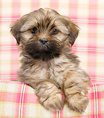 PUP 27 JE0007 01
Lhasa Apso Puppy Laying On Plaid Cushion