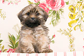 PUP 27 JE0008 01
Lhasa Apso Puppy Sitting On Cushion By Floral Design