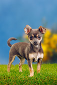 PUP 27 PE0002 01
Chihuahua Puppy Standing On Grass
