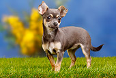 PUP 27 PE0003 01
Chihuahua Puppy Standing On Grass
