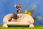 PUP 27 PE0004 01
Chihuahua Puppy Sitting On Sofa On Grass