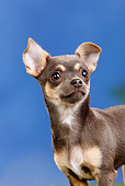 PUP 27 PE0005 01
Portrait Of Chihuahua Puppy Against Blue Sky