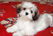 PUP 27 RK0037 09
Lhasa Apso Puppy Resting  On Red Rug