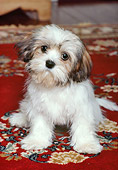 PUP 27 RK0037 12
Lhasa Apso Puppy Resting  On Red Rug