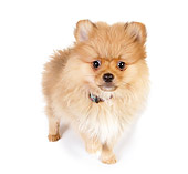 PUP 27 RK0114 01
Pomeranian Puppy Standing On White Box White Seamless