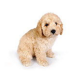 PUP 27 RK0170 01
Poodle Puppy Sitting On White Seamless