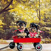 PUP 27 RS0024 02
Yorkshire Terrier Puppies Wearing Bandanas In Wagon Trees Background