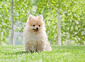 PUP 27 YT0033 01
Pomeranian Puppy Sitting On Grass