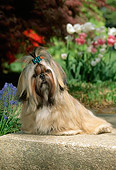 PUP 27 CE0001 01
Shih Tzu Puppy Sitting On Stone By Flowers