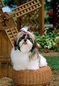 PUP 27 CE0002 01
Shih Tzu Puppy Sitting On Wicker Stool By Windmill
