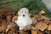 PUP 27 CE0004 01
Standard Poodle Puppy Laying On Woodpile