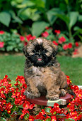 PUP 27 CE0005 01
Shih-Tzu Puppy Sitting On Stool By Red Flowers
