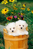 PUP 27 CE0006 01
Two Bichon Frise Puppies Standing In Wooden Bucket By Flowers
