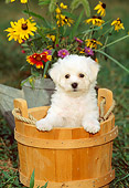 PUP 27 CE0007 01
Bichon Frise Puppy Standing In Wooden Bucket By Flowers