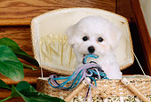 PUP 27 CE0008 01
Bichon Frise Puppy Playing With Yarn In Sewing Basket