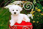 PUP 27 CE0009 01
Bichon Frise Puppy Laying On Chair With Red Cusion In Garden