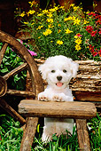 PUP 27 CE0010 01
Bichon Frise Puppy Standing By Bench Log Flowers Wagon Wheel