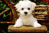 PUP 27 CE0011 01
Shoulder Shot Of Bichon Frise Puppy Standing By Bench Log Flowers Wagon Wheel